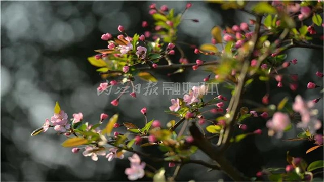 告市民：踏青賞花何必遠(yuǎn)行，內(nèi)江城區(qū)這里滿山斗艷爭(zhēng)奇(圖5)