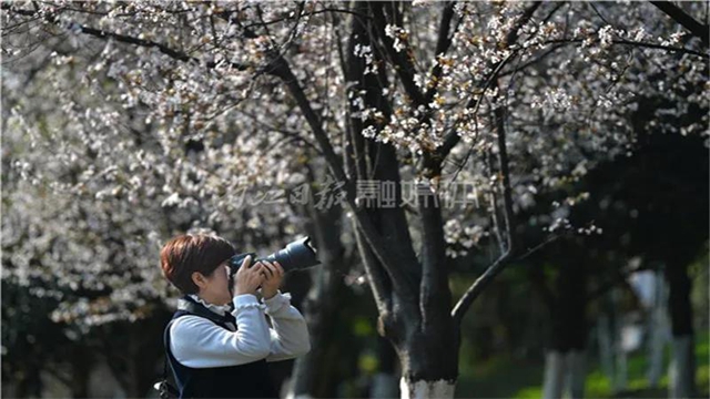 告市民：踏青賞花何必遠(yuǎn)行，內(nèi)江城區(qū)這里滿山斗艷爭(zhēng)奇(圖6)