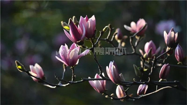 告市民：踏青賞花何必遠(yuǎn)行，內(nèi)江城區(qū)這里滿山斗艷爭(zhēng)奇(圖7)