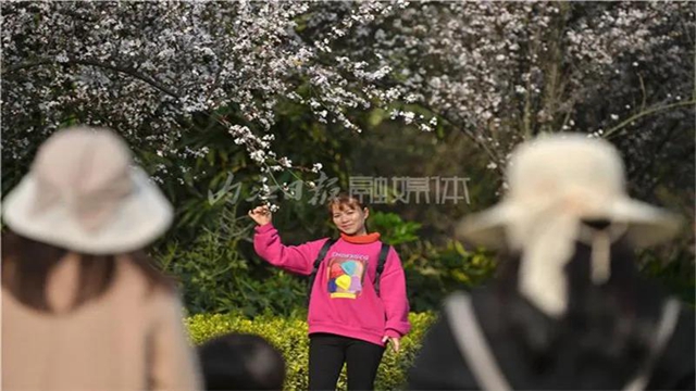 告市民：踏青賞花何必遠(yuǎn)行，內(nèi)江城區(qū)這里滿山斗艷爭(zhēng)奇(圖8)