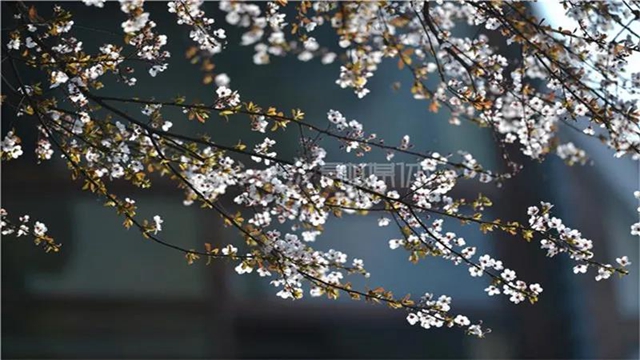 告市民：踏青賞花何必遠(yuǎn)行，內(nèi)江城區(qū)這里滿山斗艷爭(zhēng)奇(圖9)