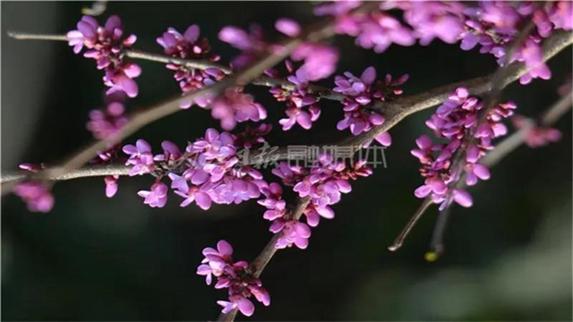 告市民：踏青賞花何必遠(yuǎn)行，內(nèi)江城區(qū)這里滿山斗艷爭(zhēng)奇(圖10)