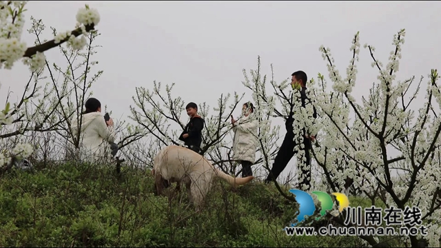 合江：李花又開放，笑迎游客來(lái)(圖2)