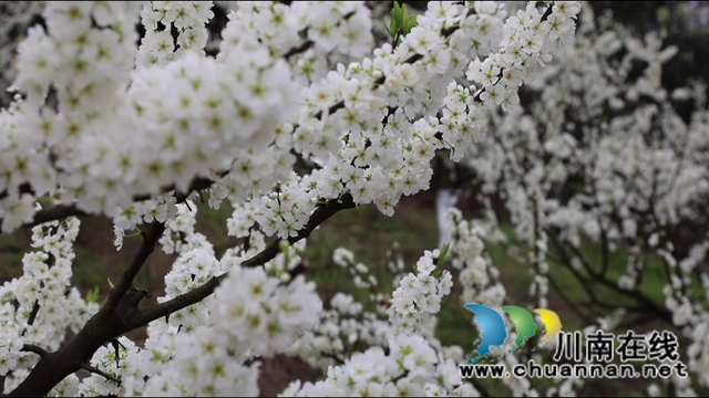 合江：李花又開放，笑迎游客來(lái)(圖5)