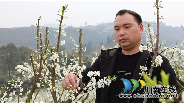 合江：李花又開放，笑迎游客來(lái)(圖6)