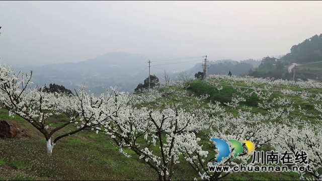 合江：李花又開放，笑迎游客來(lái)(圖11)