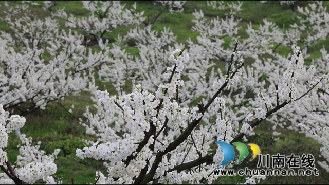 合江：李花又開放，笑迎游客來(lái)(圖10)