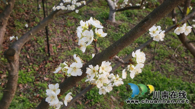 合江：李花又開放，笑迎游客來(lái)(圖7)
