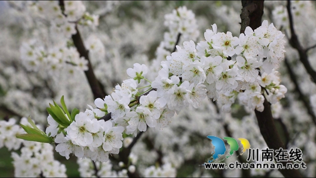 合江：李花又開放，笑迎游客來(lái)(圖13)