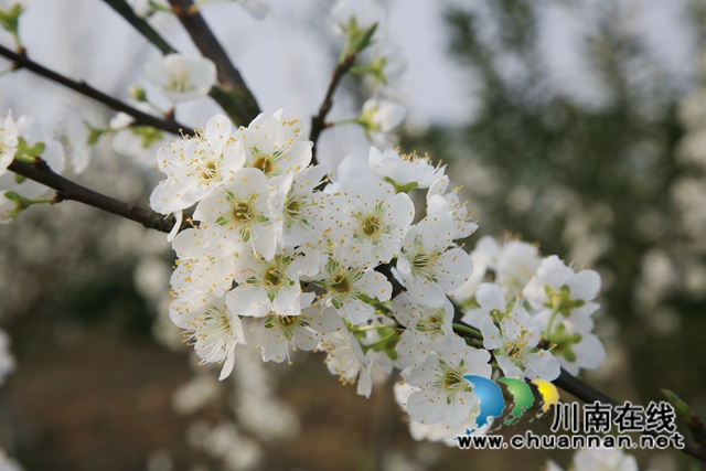 合江：李花又開放，笑迎游客來(lái)(圖9)