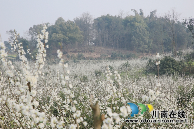 合江：李花又開放，笑迎游客來(lái)(圖8)