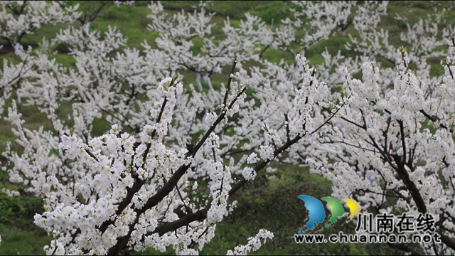 合江：李花又開放，笑迎游客來(lái)(圖12)