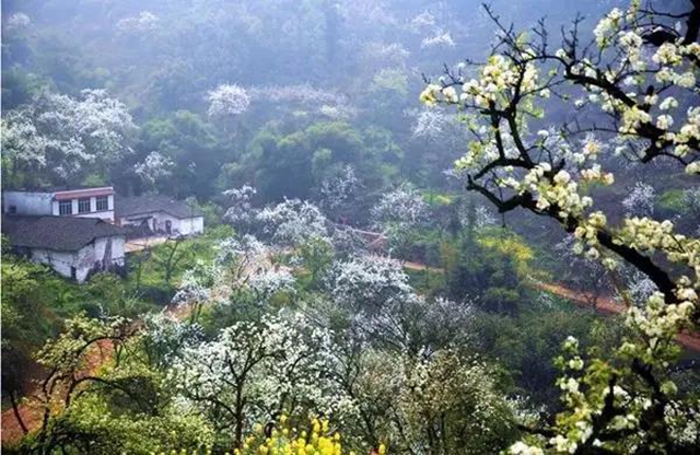 瀘州這些賞花地，可以約會春天(圖3)