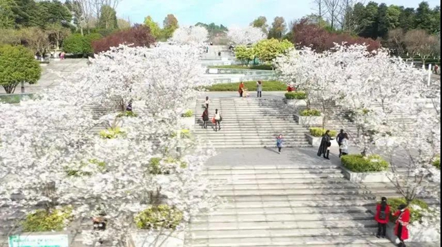 瀘州這些賞花地，可以約會春天(圖7)