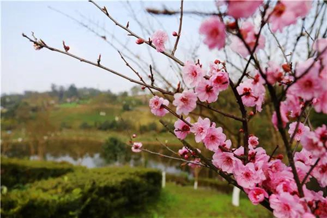 瀘州這些賞花地，可以約會春天(圖8)