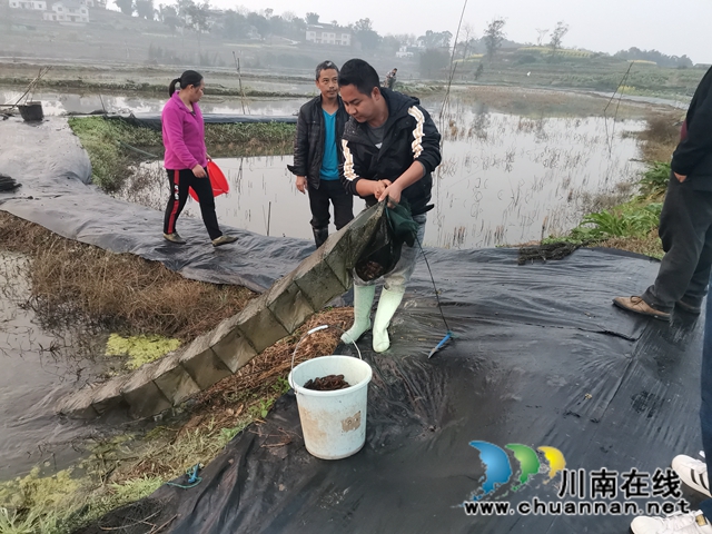 稻蝦共生，錯(cuò)峰上市，瀘縣推廣雙稻雙蝦打造魚米之鄉(xiāng)(圖3)