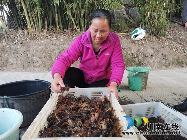 稻蝦共生，錯(cuò)峰上市，瀘縣推廣雙稻雙蝦打造魚米之鄉(xiāng)(圖2)