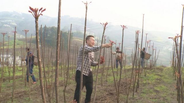 800多畝椿天！宜賓這種蔬菜正大量上市！好多人都愛吃(圖2)