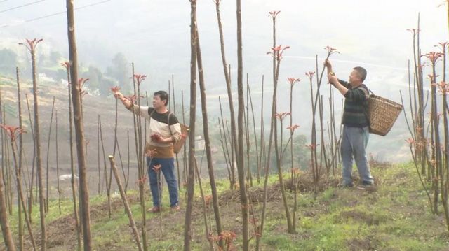 800多畝椿天！宜賓這種蔬菜正大量上市！好多人都愛吃(圖3)