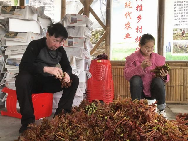 800多畝椿天！宜賓這種蔬菜正大量上市！好多人都愛吃(圖6)