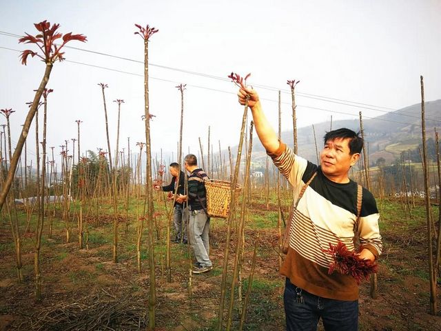 800多畝椿天！宜賓這種蔬菜正大量上市！好多人都愛吃(圖7)