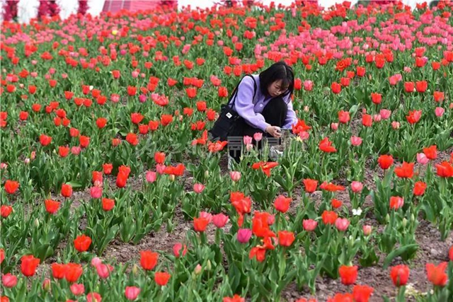 驚艷！600萬株郁金香爭相綻放，就在內(nèi)江城邊邊！(圖8)