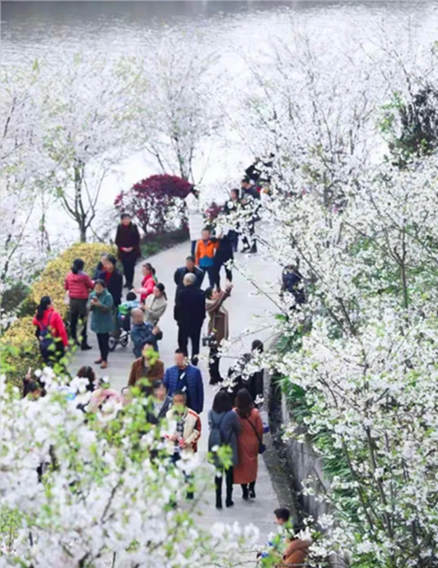 @瀘州人，陽(yáng)春三月，請(qǐng)收下這份環(huán)保賞花攻略(圖2)
