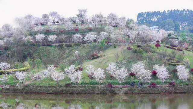@瀘州人，陽(yáng)春三月，請(qǐng)收下這份環(huán)保賞花攻略(圖3)