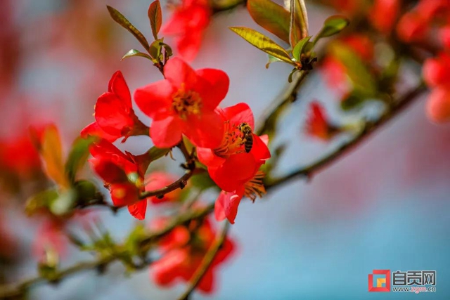 這么美的自貢，你不點(diǎn)進(jìn)來看看？(圖3)