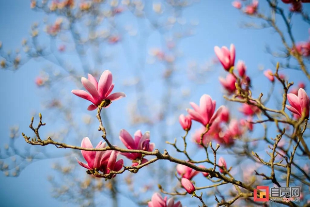這么美的自貢，你不點(diǎn)進(jìn)來看看？(圖11)