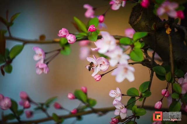 這么美的自貢，你不點(diǎn)進(jìn)來看看？(圖9)