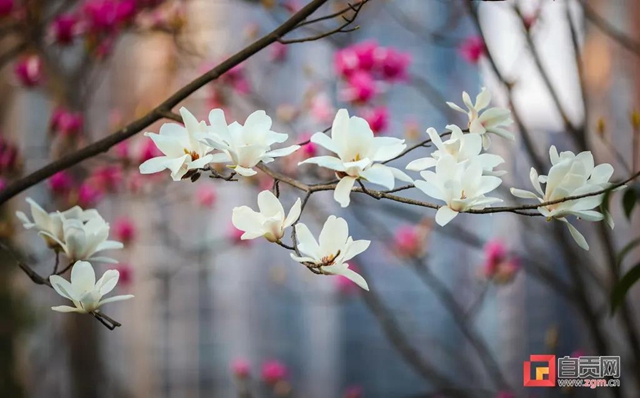 這么美的自貢，你不點(diǎn)進(jìn)來看看？(圖12)