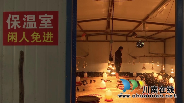 合江：林下飛出“致富雞”，鋪就增收致富路！(圖2)