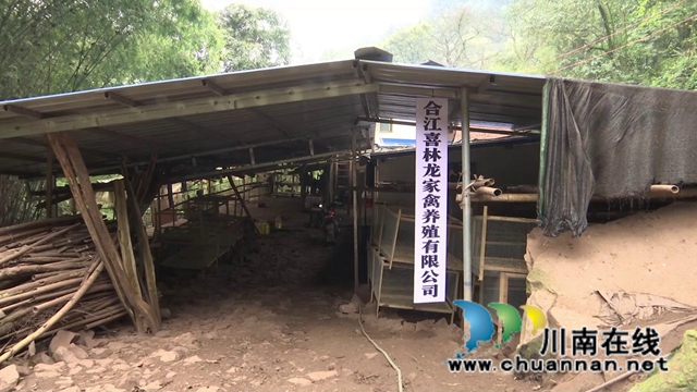 合江：林下飛出“致富雞”，鋪就增收致富路！(圖3)