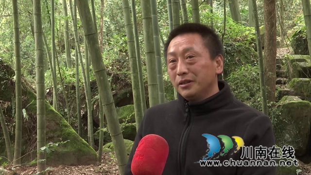 合江：林下飛出“致富雞”，鋪就增收致富路！(圖9)