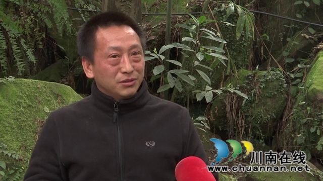 合江：林下飛出“致富雞”，鋪就增收致富路！(圖10)