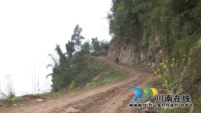 合江：林下飛出“致富雞”，鋪就增收致富路！(圖8)