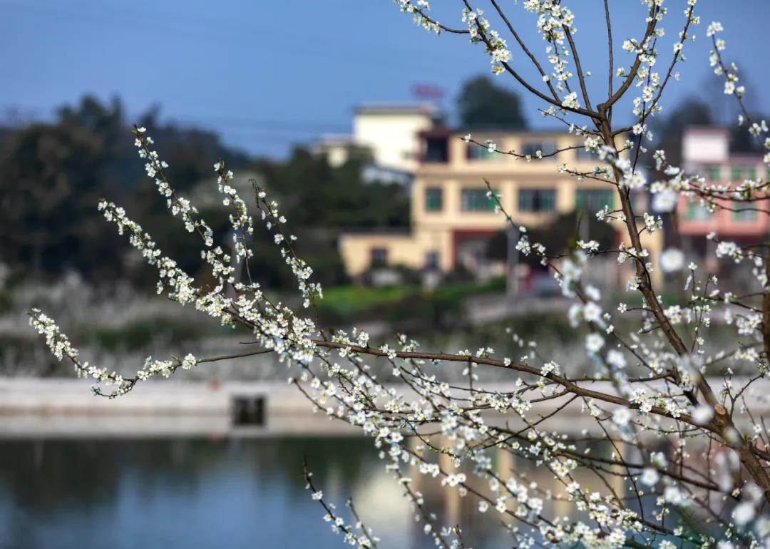 “醉美合江”靚照出爐，這么美的大片你見(jiàn)過(guò)嗎？(圖8)