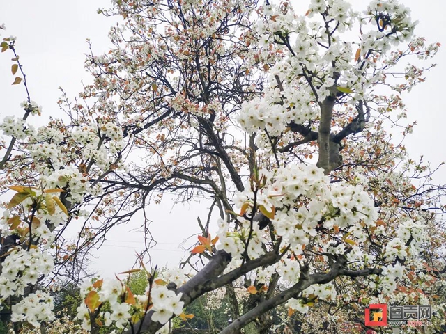 自貢三多古寨花都開了！就等你(圖3)