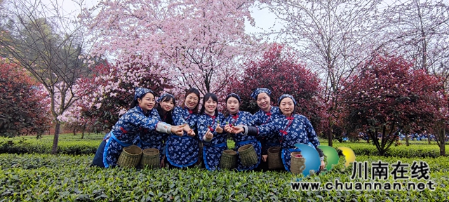 沐浴春光和暢，品聞茶香滿園！納溪區(qū)法院開展“三八婦女節(jié)”游梅嶺茶園活動(圖1)