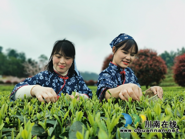 沐浴春光和暢，品聞茶香滿園！納溪區(qū)法院開展“三八婦女節(jié)”游梅嶺茶園活動(圖2)
