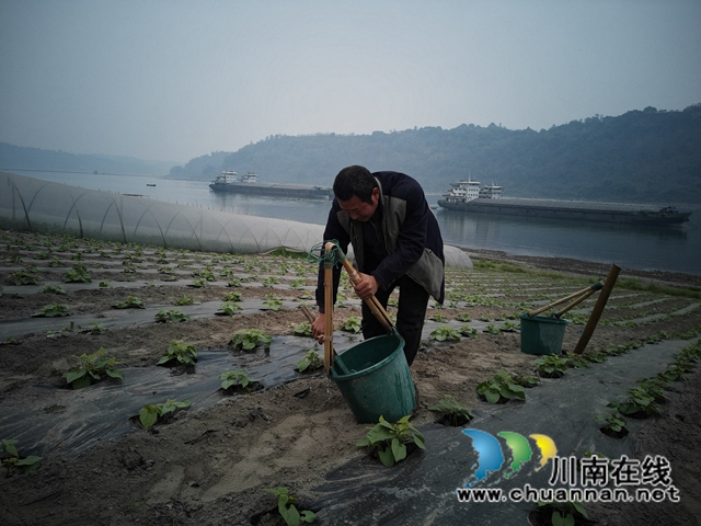 瀘縣：河灘地變聚寶盆，有機蔬菜效益好(圖5)
