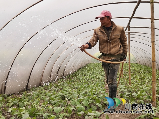 瀘縣：河灘地變聚寶盆，有機蔬菜效益好(圖2)
