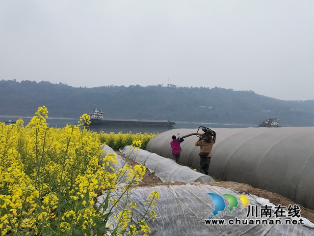 瀘縣：河灘地變聚寶盆，有機蔬菜效益好(圖3)