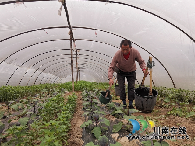 瀘縣：河灘地變聚寶盆，有機蔬菜效益好(圖4)