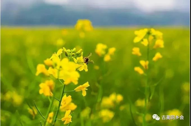 熊發(fā)登：油菜花