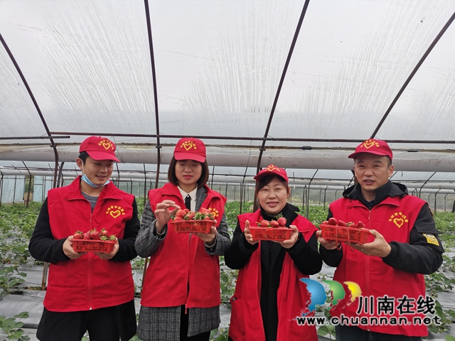 瀘縣：草莓成熟，黨員志愿者線上找銷路(圖2)