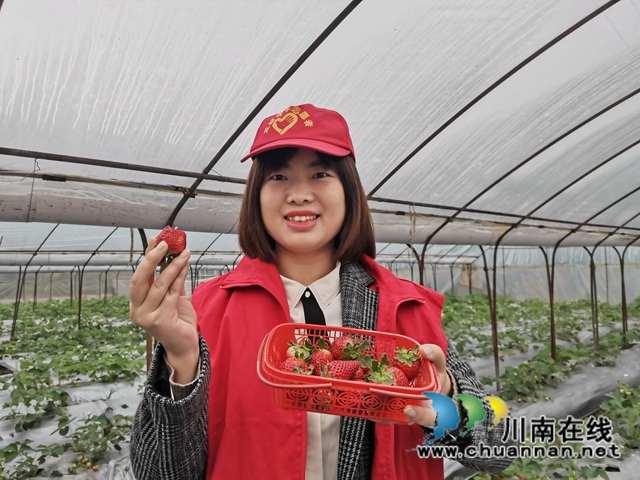 瀘縣：草莓成熟，黨員志愿者線上找銷路(圖3)