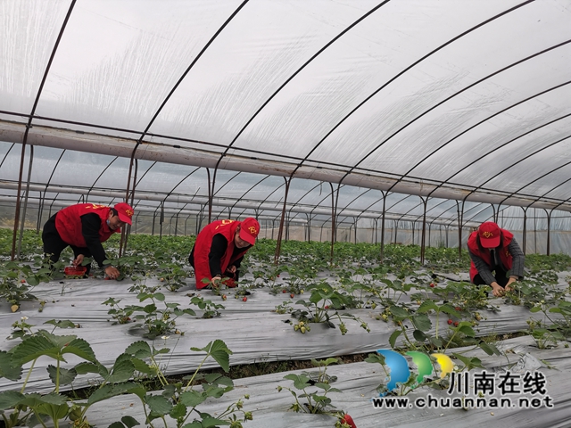 瀘縣：草莓成熟，黨員志愿者線上找銷路(圖4)