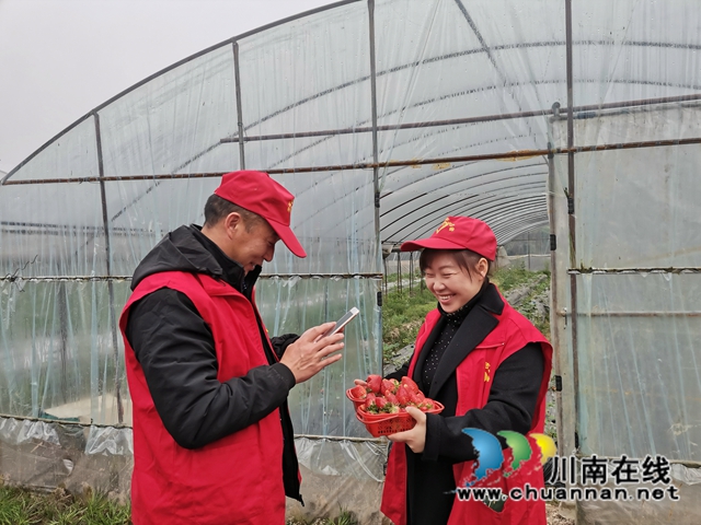 瀘縣：草莓成熟，黨員志愿者線上找銷路(圖5)
